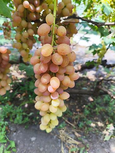 Виноград: Продаются саженцы. Сорт супер вкусного и большого винограда. Ризомат — 9