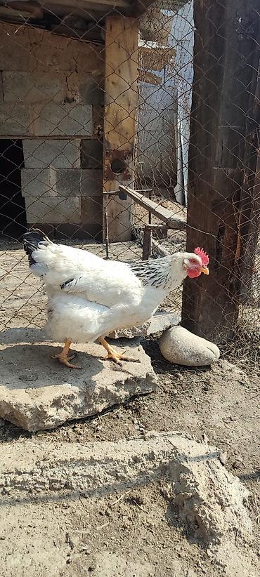 Куры, петухи: Продаю | Куры | Несушки — 4