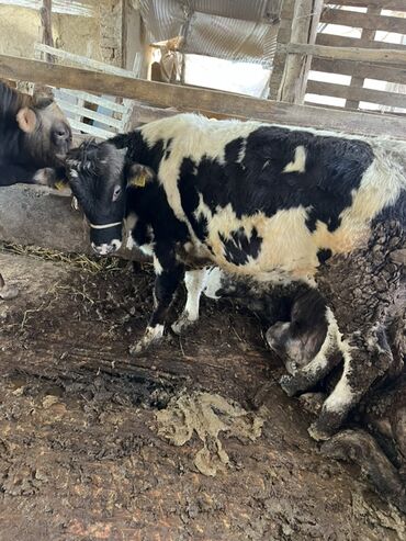 Коровы, быки: Продаю | Корова (самка) | Полукровка | На откорм | Привязанные — 12