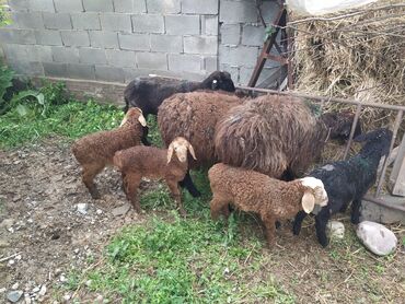 кой овцы: Продаю | Овца (самка), Ягненок, Баран (самец)