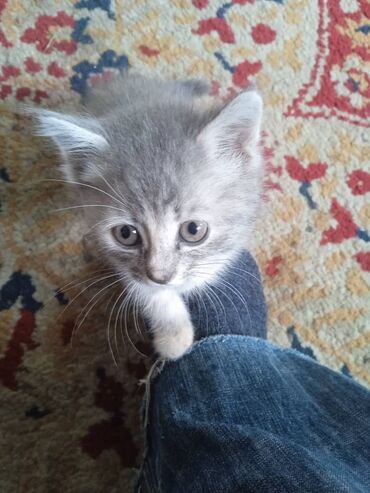 Коты: Котенок - кошечка 1,5 месяца!0тдам в хорошие руки,ласковая,игривая
