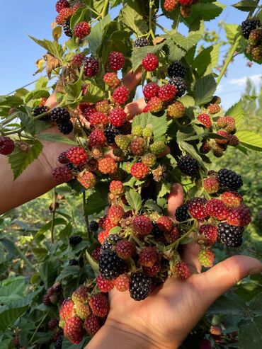 куплю семена лука: Саженцы : Ежемалина, Самовывоз, Платная доставка