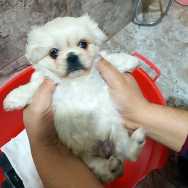 alman qurdu it: Pekines, 2 ay, Dişi