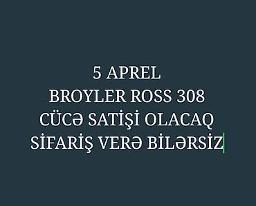 ross 308: Toyuq cücələri, Ətlik — 1