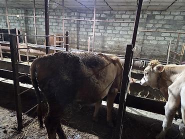 it adları erkek: Iki eded erkek dana satilir bordaga cox gözel.ag dana sort cins — 6