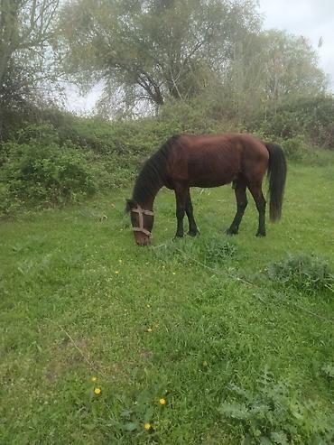 Atlar: Erkək, il: 5, Ünvandan götürmə — 3
