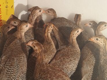корм для кур несушек цена бишкек: Продаю цызярят, 3 месяца