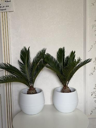 озеленения: Декоративные саговники (Cycas revoluta) в горшках - Комплект из 2 — 1