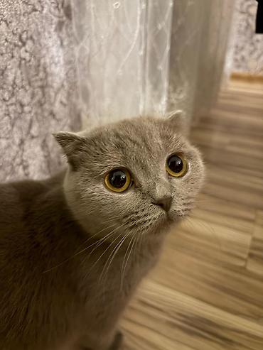 Pişiklər: Şotland — 6