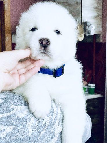 İtlər: Алабай (Alabay) Племенной питомник предлагает щенков среднеазиатской — 26