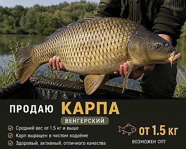 Живая рыба из чистых водоёмов. Карп венгерский: - Средний вес от 1.5