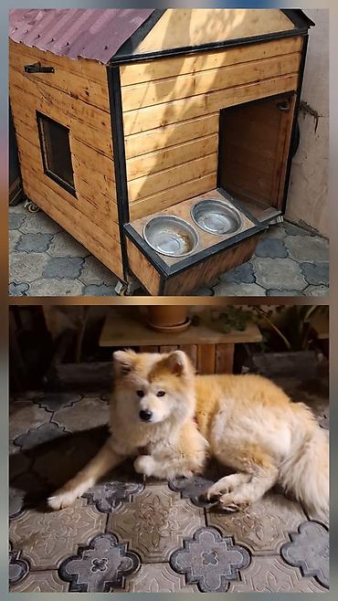 spitz it: 1 yaş dişi Akita cinsi it birdə ev ikisi bir yerdə 1100azn unvan baki — 1