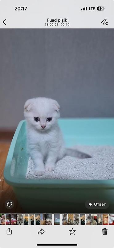 Pişiklər: Şotland — 5