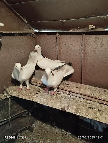 Göyərçinlər: Tam sağlam 10 quş,tək tək ayrı qiymət real alıcıya endirimdə olacaq — 3