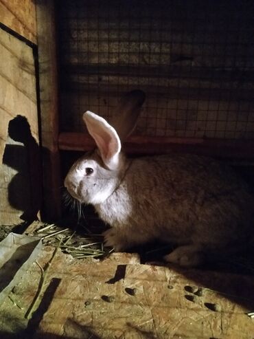 домик для животных: Продаю кролика на развод 7месяцев 1500сом