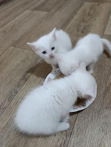 тай кони: Продам котят — 2
