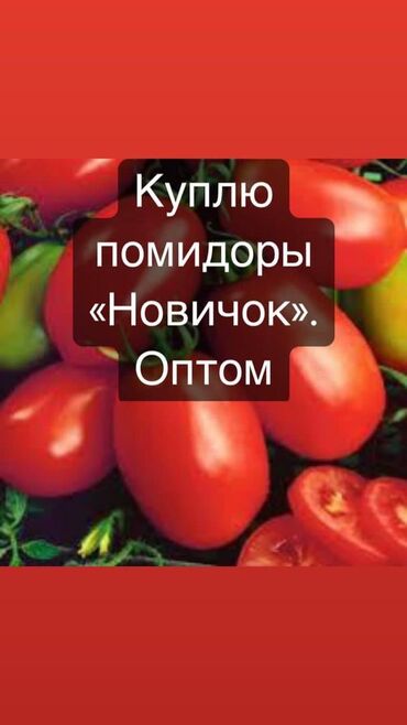 купить мяту в бишкеке: Помидоры Красные, Оптом