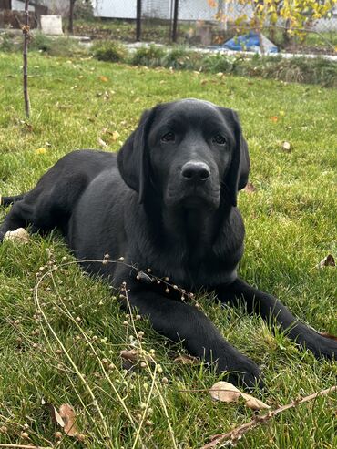 акустические системы celsus sound колонка в виде собак: Лабрадор-ретривер, 5 месяцев, Самка