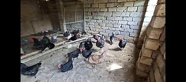 ag xoruz: Toyuq, Damazlıq, Ünvandan götürmə — 3