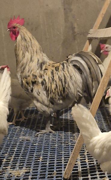 sebzi quşu: Avstralorp Motlet Avstralorp 11 aylıq Barter edilir Boynunyoluq Ankona — 2