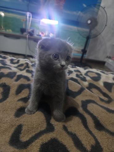 животные купить: Шотландские вислоухие котята (Scottish Fold) - Окрас: один голубой — 2