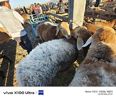 курятник для кур: Продаю | Овца (самка) | На забой | Ярка — 3