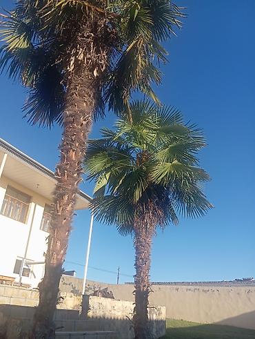 landşaft dizayn: Dekorativ xurmalıq palma ağacları (Trachycarpus tipli waşinqtoniya — 1