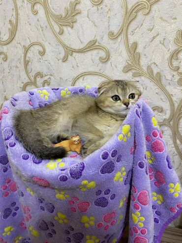 Pişiklər: Britan yastı qulaq, Erkək, Dişi, Yaxşı əllərə, Ünvandan götürmə, Pulsuz çatdırılma, Ödənişli çatdırılma — 112