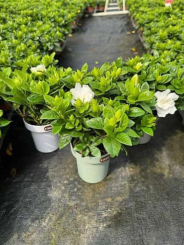 Женское счастье (Спатифиллюм): Спатифиллум (Spathiphyllum), крупное комнатное растение - Эффектный — 12