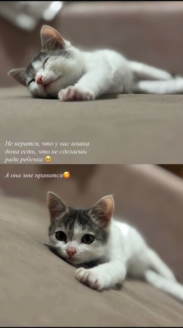 рэгдолл купить: Милый котенок с бело-серым окрасом, пятнистой головой и белым телом. У