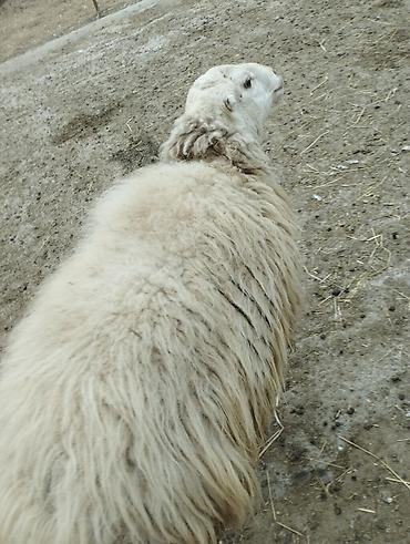 Qoyunlar, qoçlar: Erkək, il: 2, Damazlıq — 11