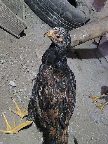 it sekilleri afcarka: Gördüyünüz təmiz qan cins xoruzdan olan cücəlır xoruz meydan görmüş — 6