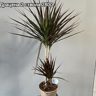ди амафоз: Комнатные растения в горшках: Сокулук, Бишкек,Кант, Шопоков 1) — 3