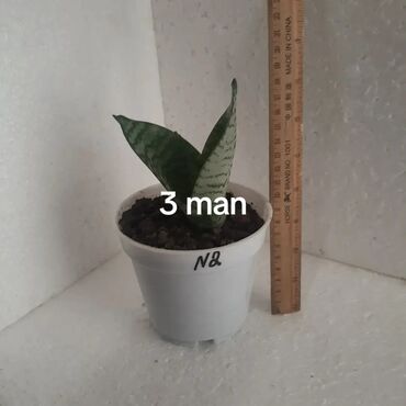 Buket güllər: - Quraşdırılmış saksıda dekorativ otaq bitkiləri. - Növ: Sansevieria