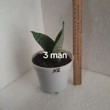 Otaq bitkiləri: Aloe (aloe vera) saksı bitkisi - Növ: Aloe – ətli, tikanlı kənarlı — 14