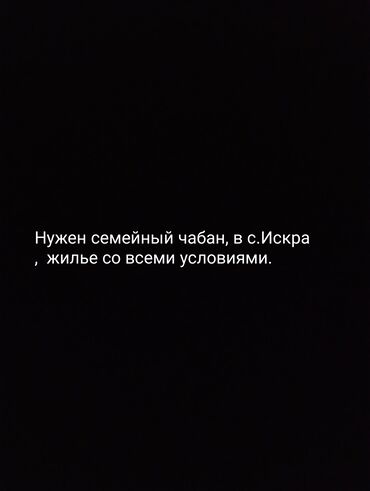 официант на выезд: Талап кылынат Чабан, Төлөм Ай сайын
