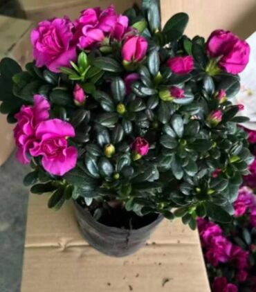 Другие товары для дома и сада: Продаются цветы — 8