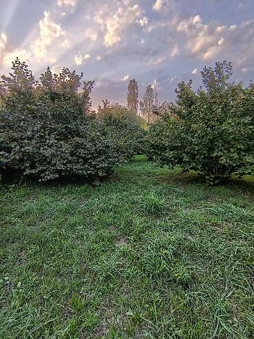 samovar satilir: Zaqatala rayonu Göyəm kəndində 40 sot findiq bagi tecili satilir, 32 — 1