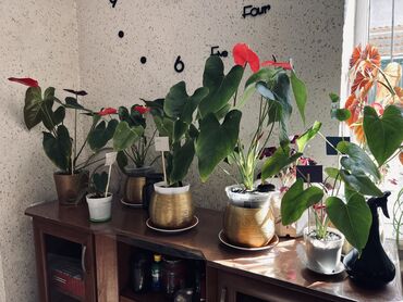 хвойные растения: Мужское счастье - Антуриум гигант весь в цвету 😻 продаю комнатные