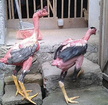 Куры, петухи: Продаю | Петух | Бойцовая | Для разведения — 6