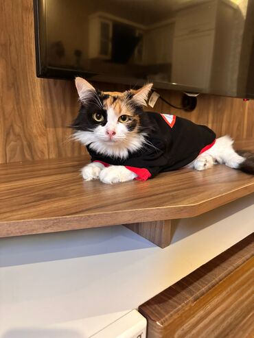 Pişiklər: Her biri pulsuz yaxsi ailelere sahiblendirilir. temiz ev piwikleridir — 4