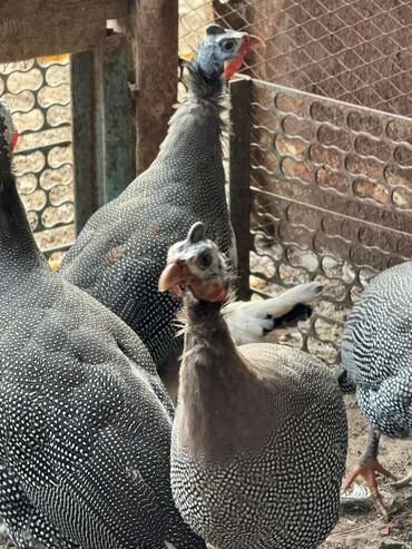 на ферме есть куры козлы и коровы: Сатам | Короздор, Тооктор