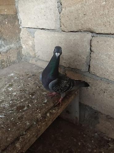 ev heyvan adlari: Biri mayadı biri erkeydi,biri 10 manat — 3