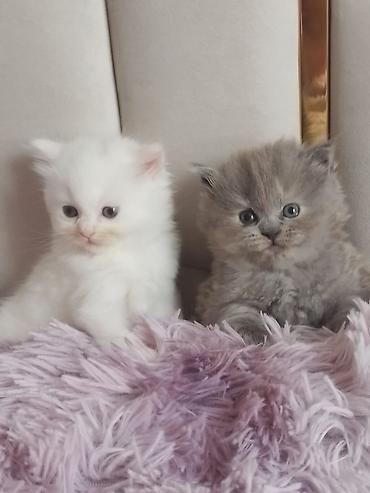 şinşıla: Şinşilla — 2