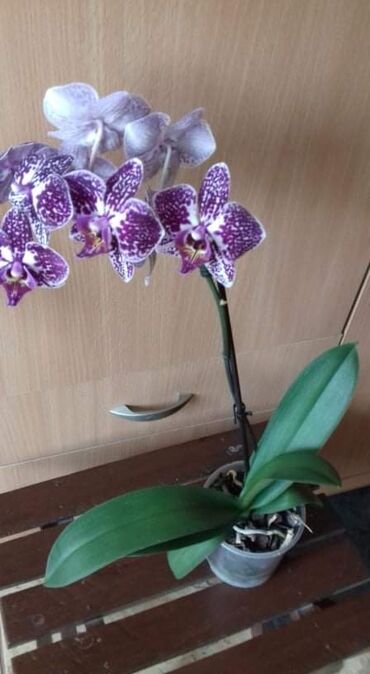 164 oglasa | lalafo.rs: Orhideje 1 grana