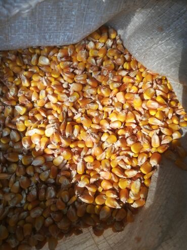 диаммофоска цена за тонну: Кукурузу продам, замешкована 5 тонн цена 28 сом кг