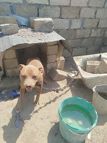 pitbul satanlar: Pitbul, 1 il, Dişi, Peyvəndli — 1