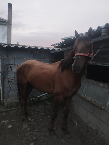 лошадь кыргызстан: Продаю | Конь (самец), Жеребец | Полукровка, Дончак | Конный спорт | Племенные, Осеменитель