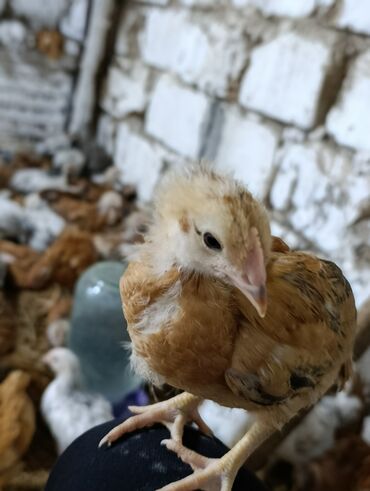 Inəklər, öküzlər: Toyuq cücələri, Ətlik