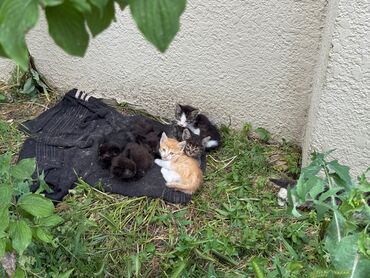 pisik sekilleri: Erkək, Dişi